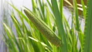 Как да изплашите кърлежите с мирис